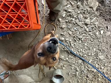 雨の日のひとこま【番犬シムラ】